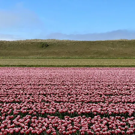 Boerenslag 50 Sint Maartenszee
